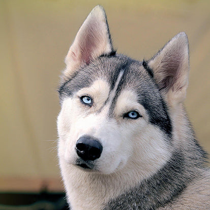 Husky pillow custom funny pillowcase